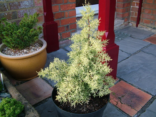 Cupressus glabra 'Sulpherea'