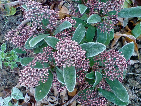 skimmia japonica (Skimmia japonica)