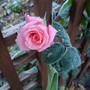 Dsc00068