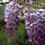 Wisteria sinensis