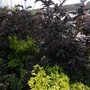 Choisia Sundance and Sambucus nigra