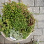 alpine pot