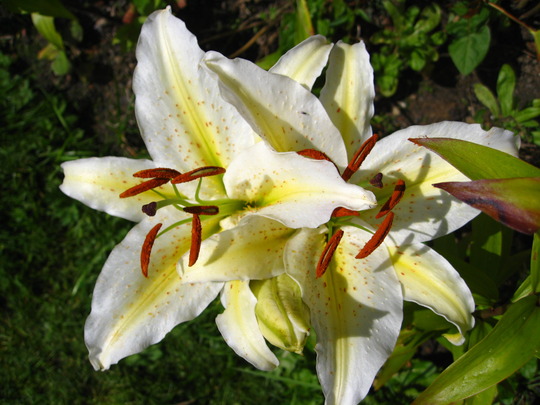 lillies