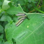 Caterpillars