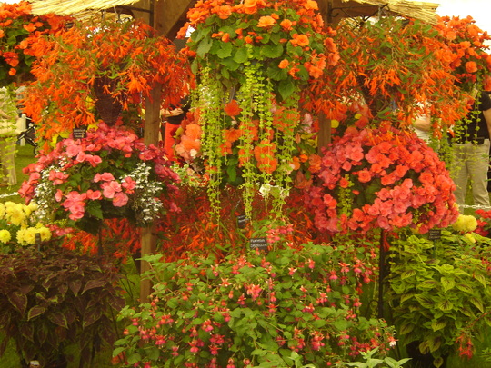 Shrewsbury Flower Show August 2008