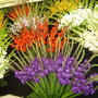 .Shrewsbury Flower Show
