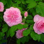 Shrewsbury Flower Show