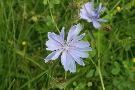 chicory