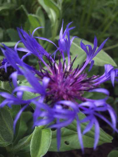 Centaurea Montana (Centaurea Montana Cyanus)