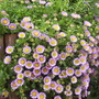Erigeron