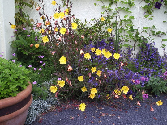 Evening_Primrose.with Campanula