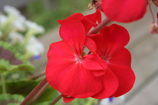 A garden flower photo