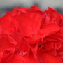 Img_2419
