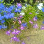 Dsc00702