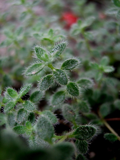 Creeping Thyme (Thymus praecox)
