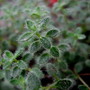 Thymus praecox
