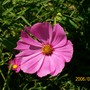 Cosmo (Cosmos bipinnatus (Cosmos))