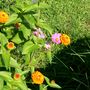 Cosmos in the garden (Cosmos bipinnatus (Cosmos))