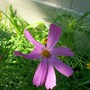 Cosmo (Cosmos bipinnatus (Cosmos))