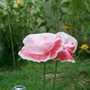 poppy friends (Anemone coronaria (Poppy anemone))