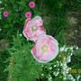 poppy garden (Anemone coronaria (Poppy anemone))