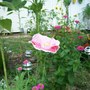 poppy garden (Anemone coronaria (Poppy anemone))
