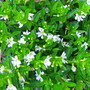 Cuphea hyssopifolia