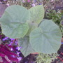 Paulownia