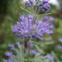 Caryopteris__heavenly_blue_