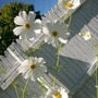 cluster of cosmos