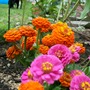 Zinnia cluster (zinnia)
