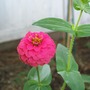 Pretty Pink Zinnia (zinnia)