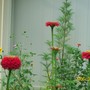 Red Zinnias in the Garden (zinnia)