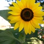 backwards sunflower