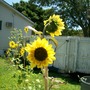 Sisters of the heart shaped sunflower