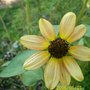 sunflower simplicity