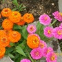 cluster of zinnias