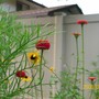 zinnias in the garden