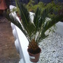 cycad excuse my spelling