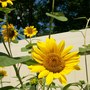 Sunflowers Van Gogh would have gone ga-ga for !