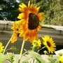 Bee sunflower Love