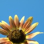 Bees love my sunflowers