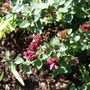 Origanum_herrenhausen