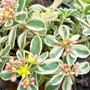 Sedum kamtschaticum