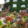 Parthenocissus