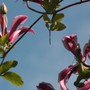 Clematis above me (Clematis viticella (Viticella Group clematis))