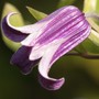 roogoochi (Clematis viticella (Viticella Group clematis))
