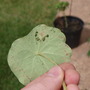 Caterpillars on my nasturtiums.