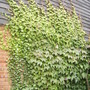 Parthenocissus tricuspidata
