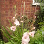 Pink Gladioli in flower 08.08 (Gladiolus)